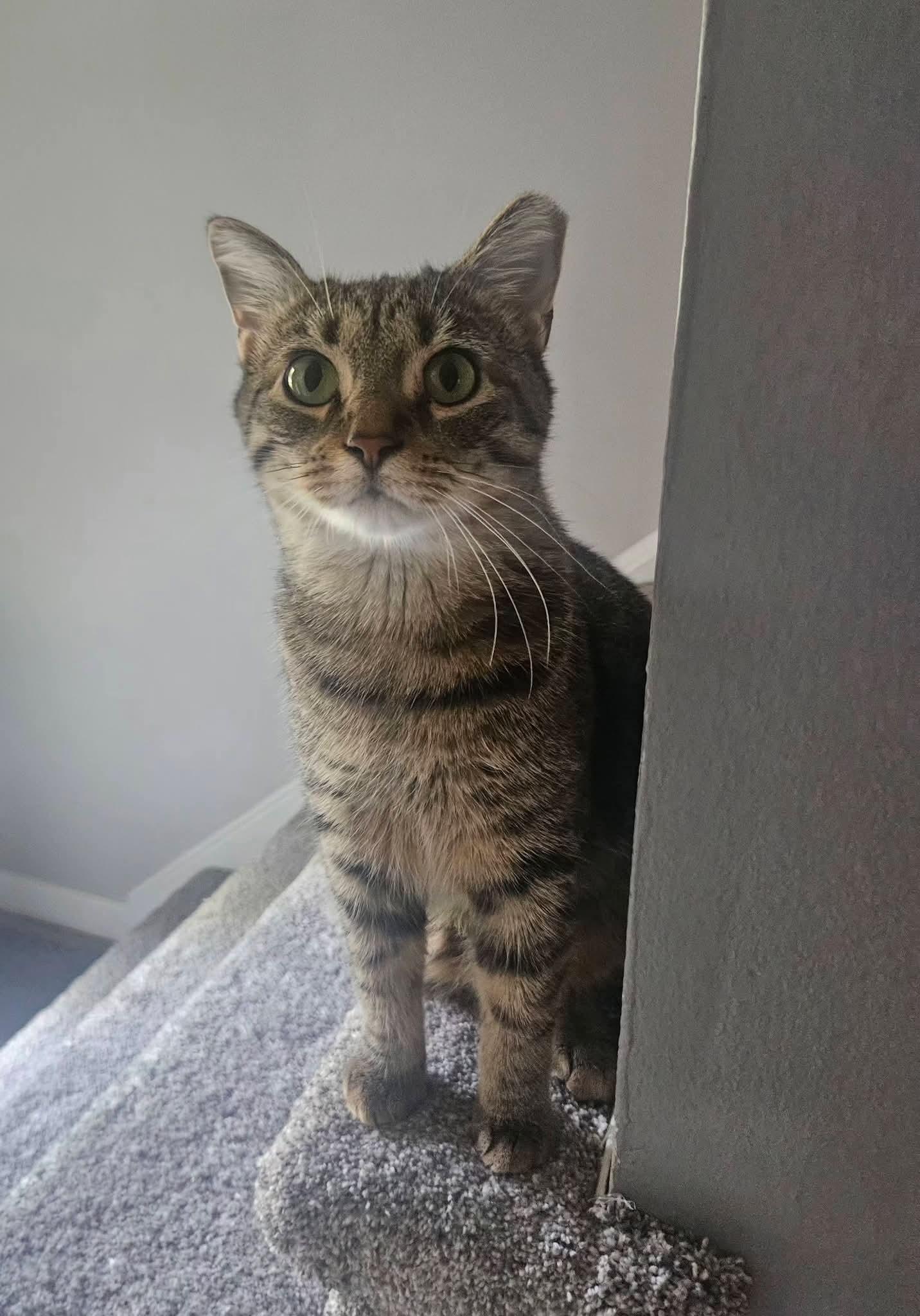 Enlarge Bacon Bits, a ADOPTABLE Domestic Short Hair in Carnegie, PA image 3/5