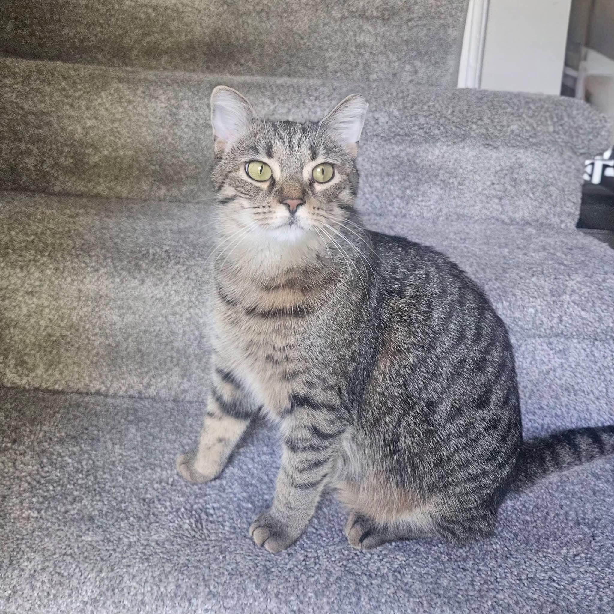 Enlarge Bacon Bits, a ADOPTABLE Domestic Short Hair in Carnegie, PA image 5/5