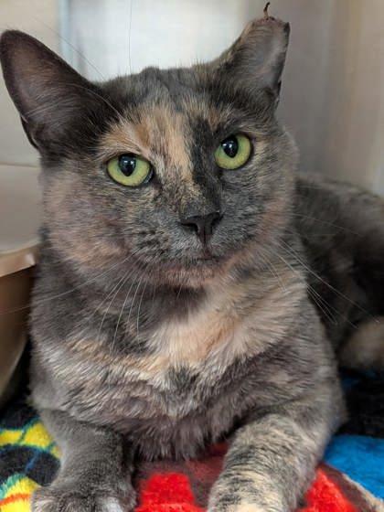 Enlarge Cuddlebug, a Adoptable Domestic Short Hair in Cranbrook, BC image 1/3