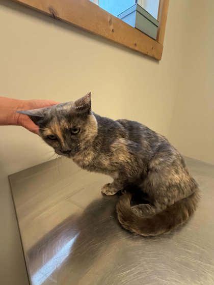 Enlarge Cuddlebug, a Adoptable Domestic Short Hair in Cranbrook, BC image 3/3
