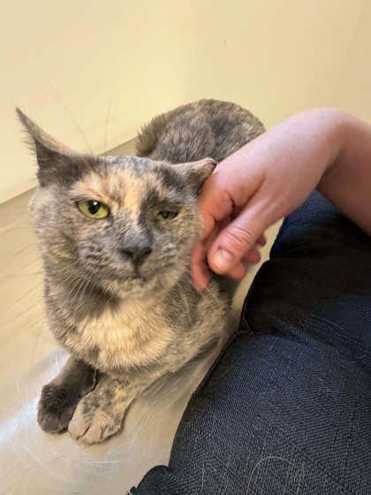 Enlarge Cuddlebug, a Adoptable Domestic Short Hair in Cranbrook, BC image 2/3