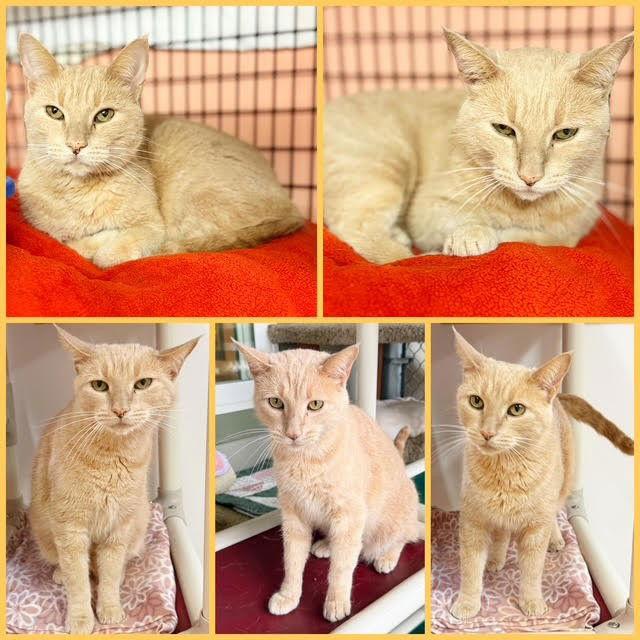 Cornbread, Adopted, Adult Male Domestic Short Hair.