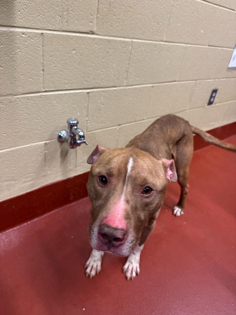 Enlarge Sadi, a Adoptable mixed breed in Douglasville, GA image 1/1
