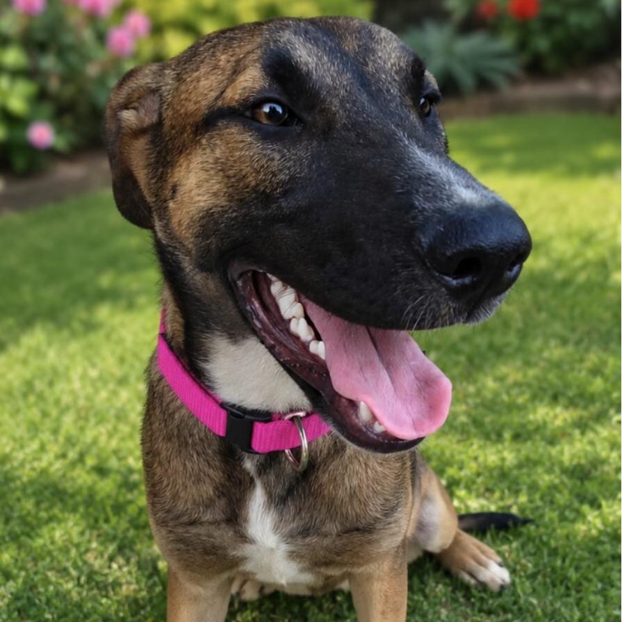Enlarge Kelsey (Rosas), a Adoptable mixed breed in Coopersburg, PA image 3/3