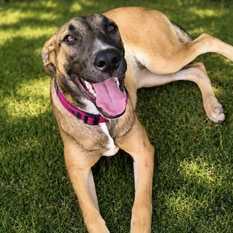 Kelsey (Rosas), Adoptable, Young Female Shepherd & Husky.