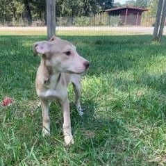 Enlarge Karen, a Adoptable mixed breed in Medfield, MA image 1/1