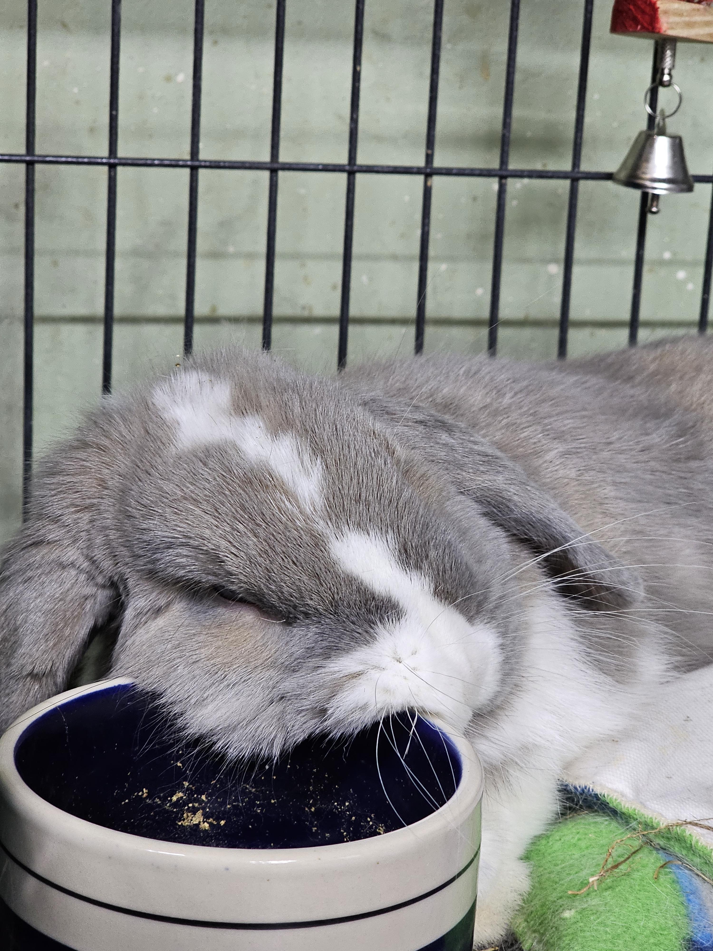 Enlarge Beau, a Adoptable Holland Lop in Poughkeepsie, NY image 1/4