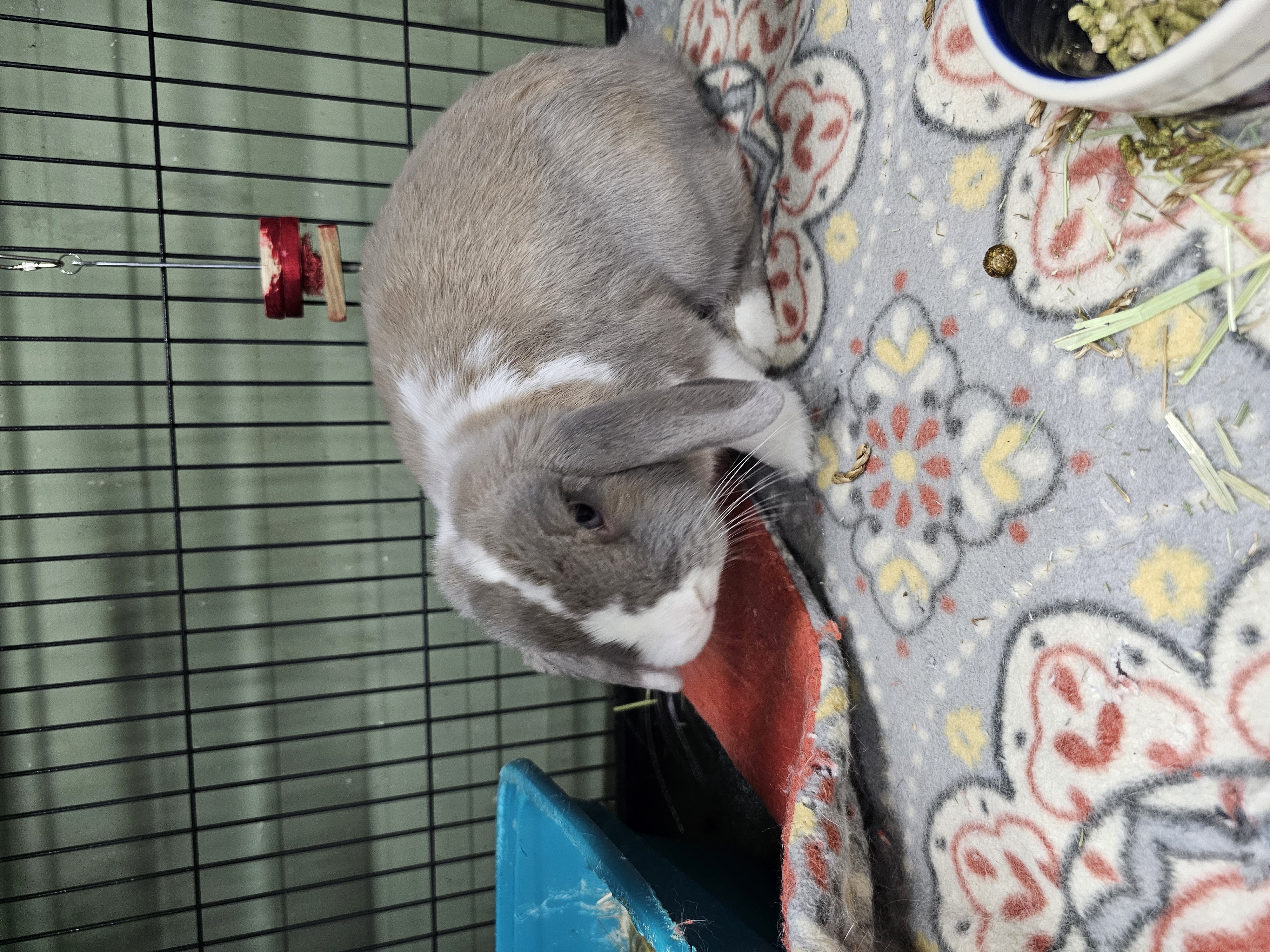 Enlarge Beau, a Adoptable Holland Lop in Poughkeepsie, NY image 3/4