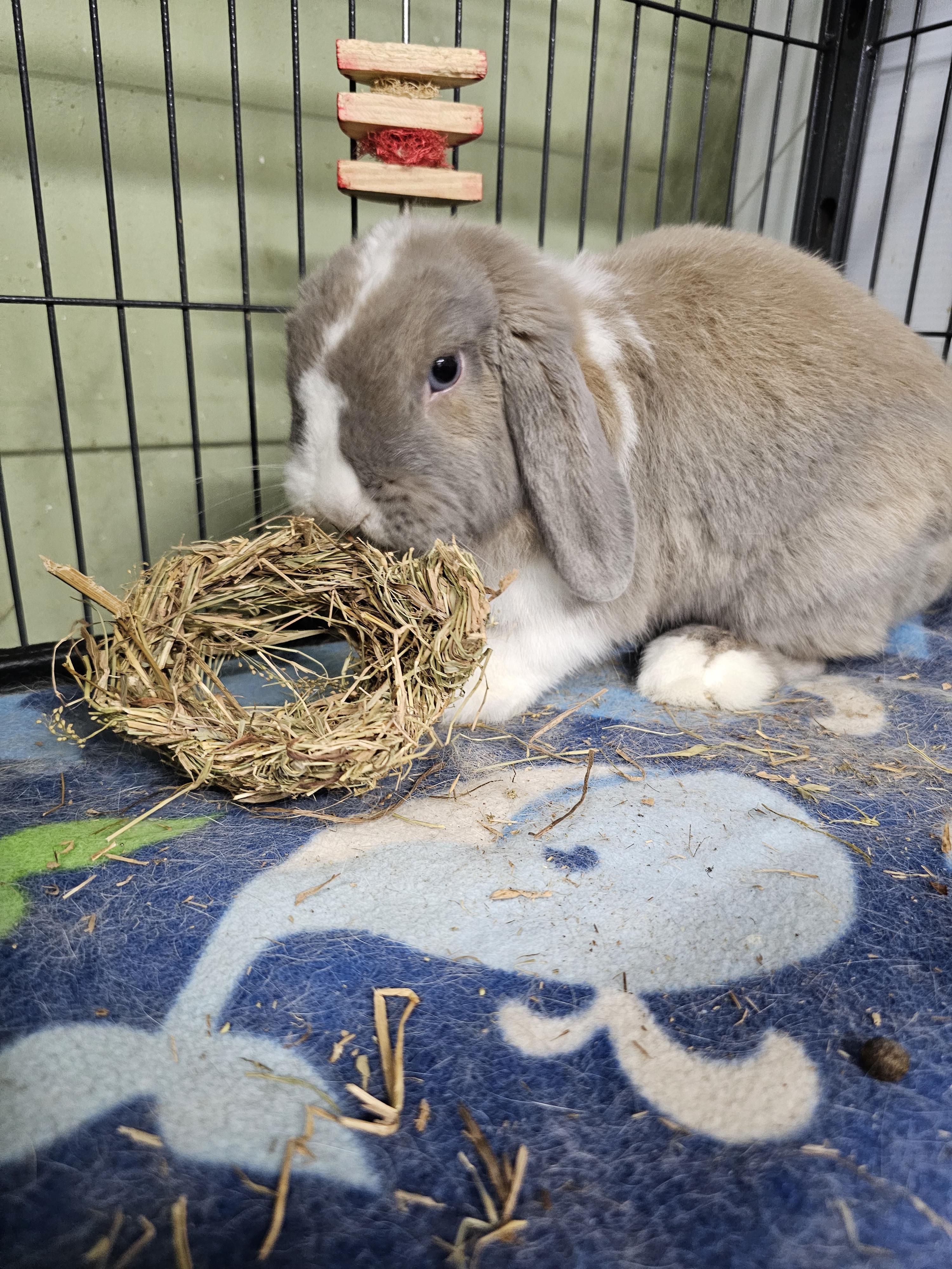Enlarge Beau, a Adoptable Holland Lop in Poughkeepsie, NY image 4/4