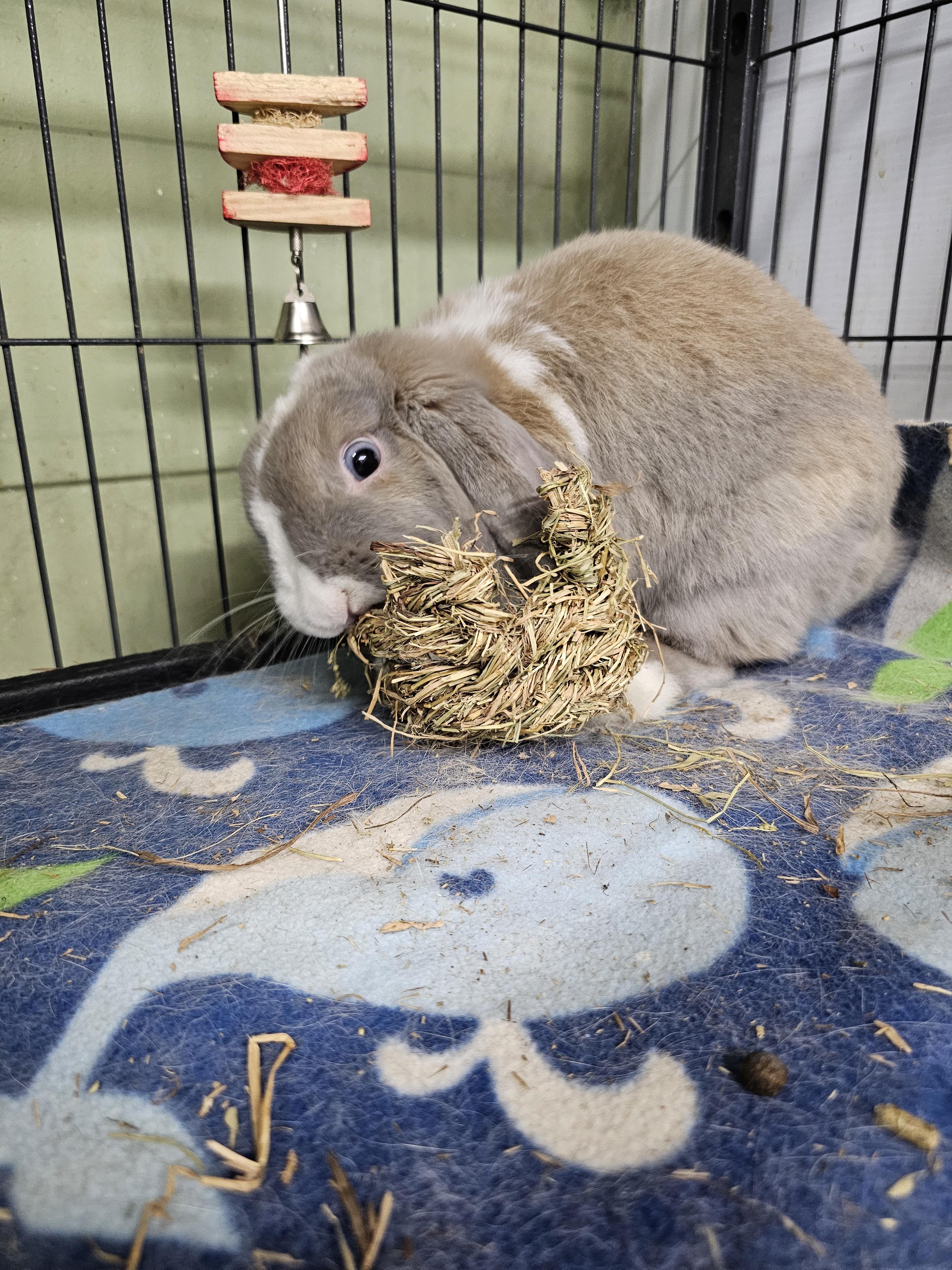 Enlarge Beau, a Adoptable Holland Lop in Poughkeepsie, NY image 2/4