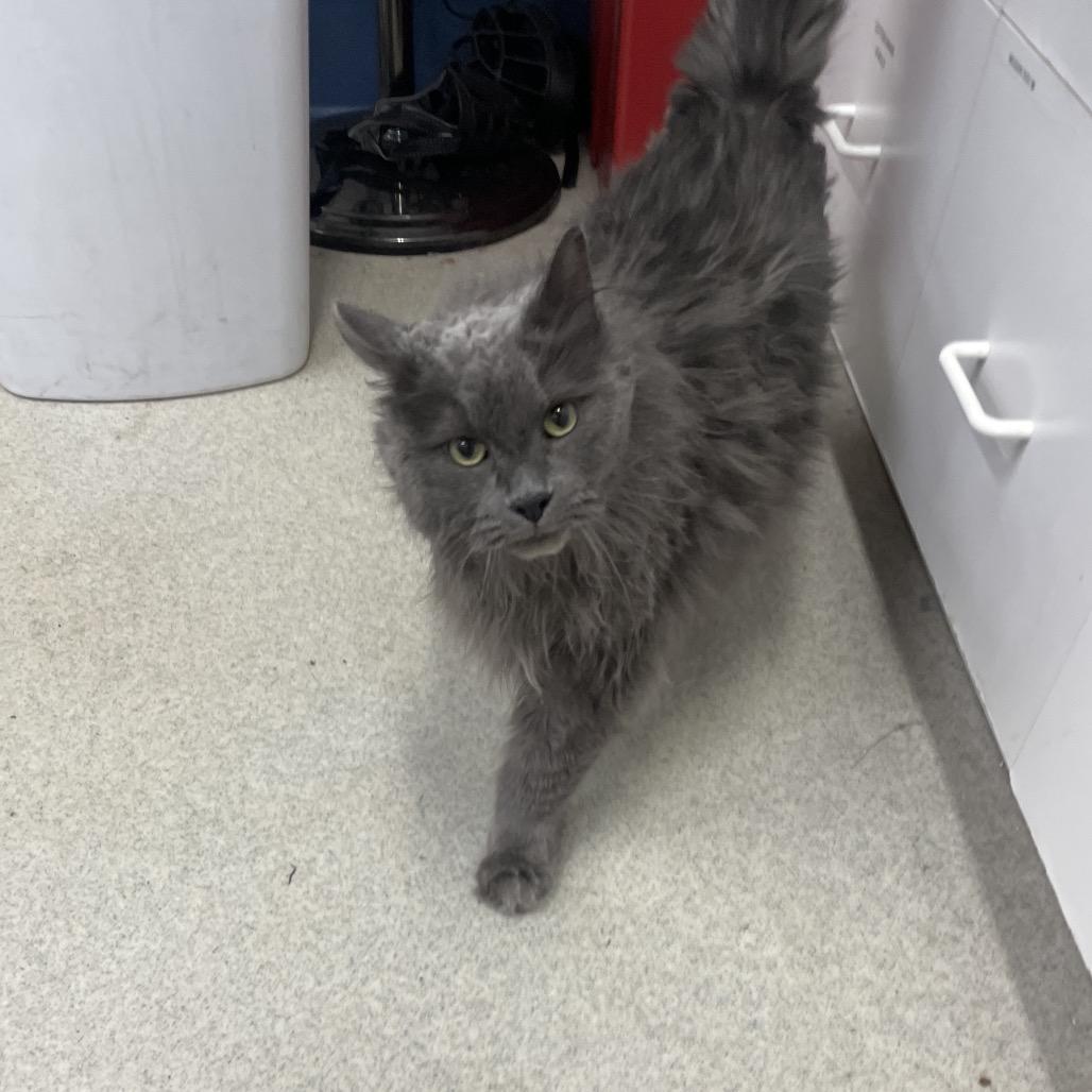 Freddy, Adoptable, Adult Male Domestic Long Hair.
