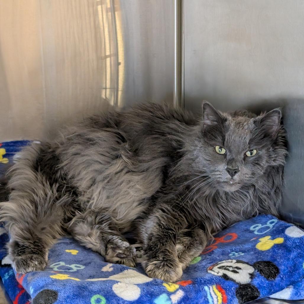 Freddy, a Adoptable Domestic Long Hair in Spokane, WA image 2/2