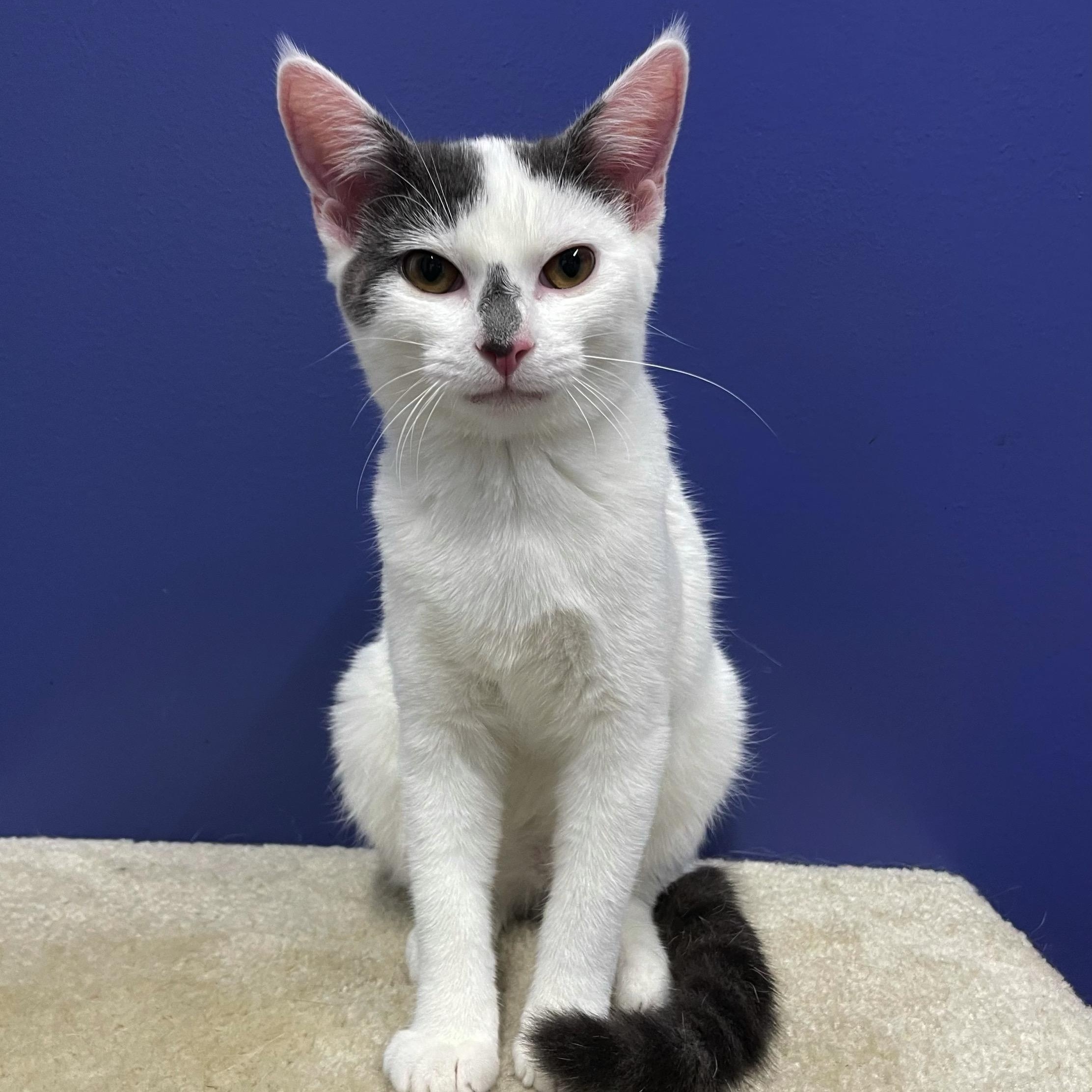 Jilly, a Adoptable Domestic Short Hair in High Ridge, MO image 2/3