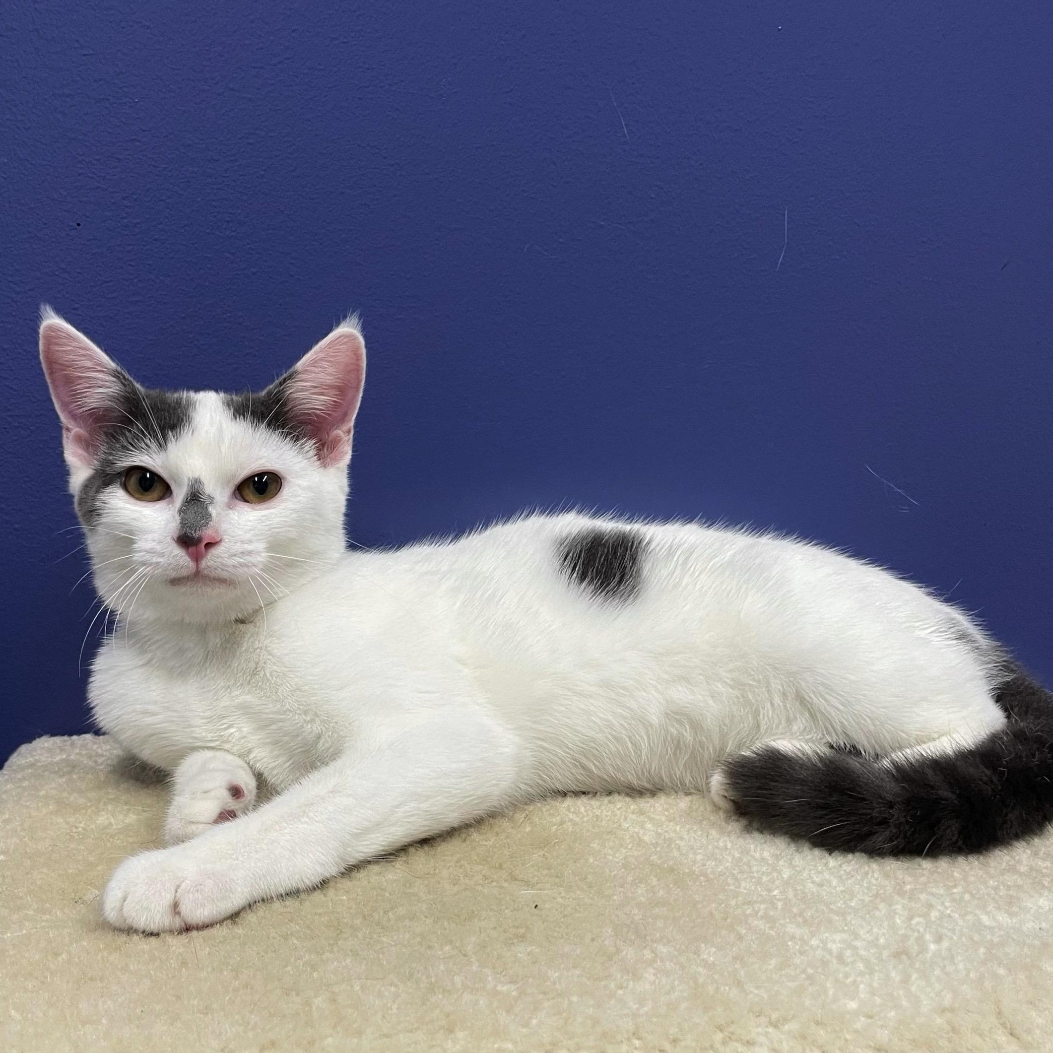 Jilly, a Adoptable Domestic Short Hair in High Ridge, MO image 1/3