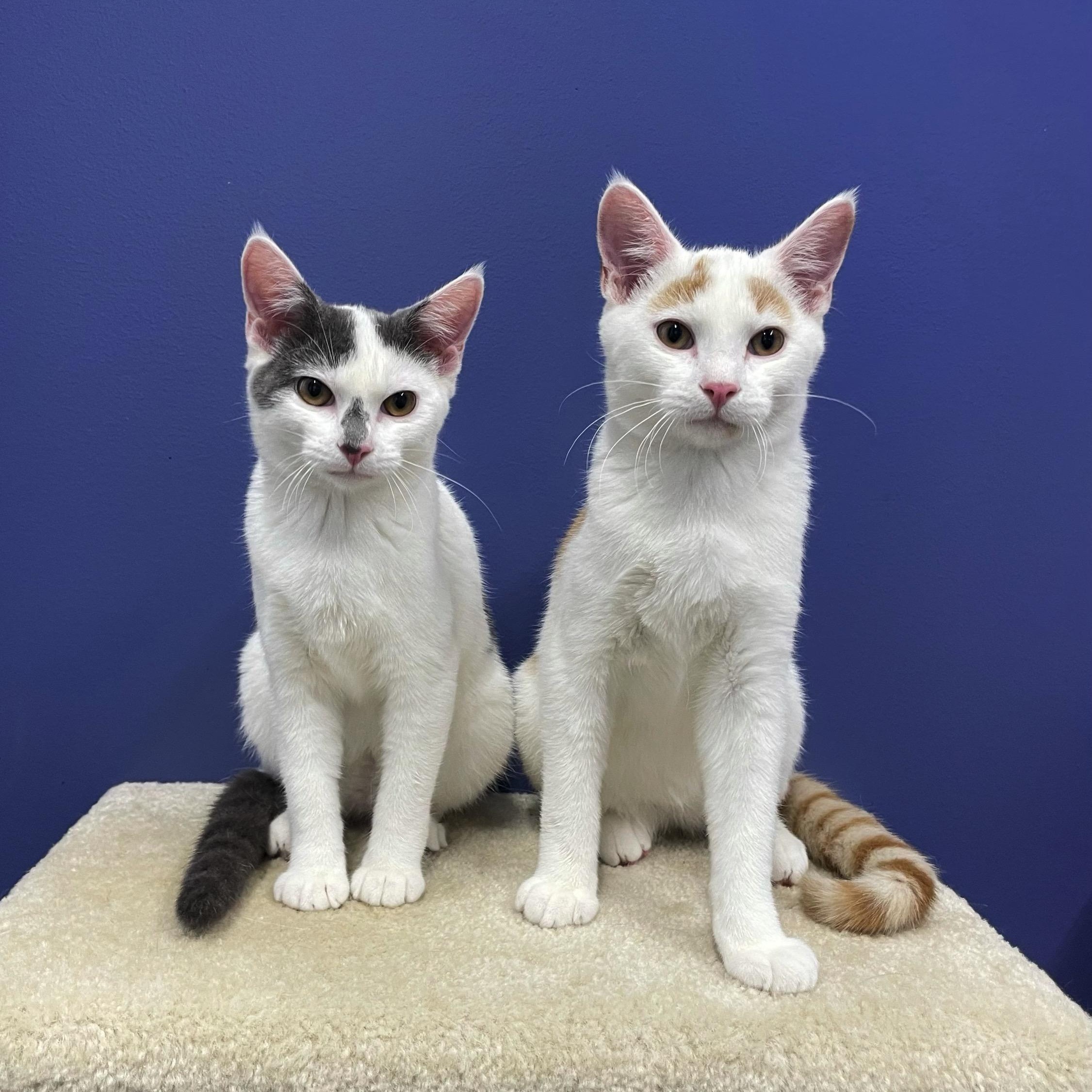 Jilly, a Adoptable Domestic Short Hair in High Ridge, MO image 3/3