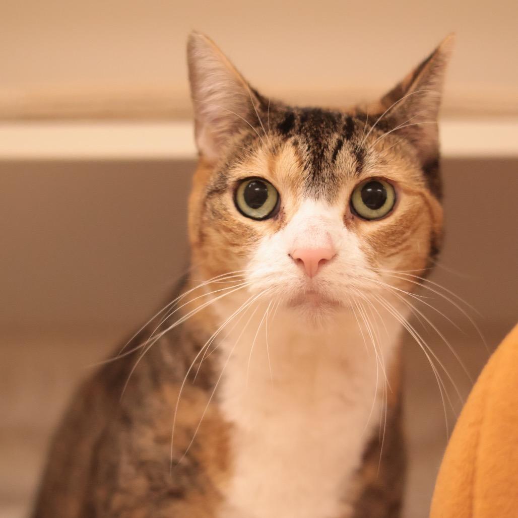 Satir, Adoptable, Senior Female Domestic Short Hair & Mixed Breed.
