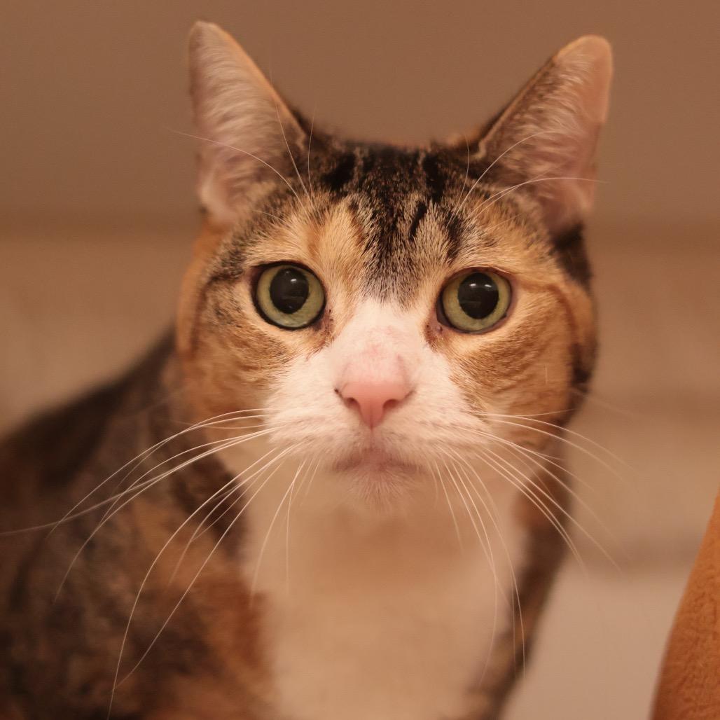 Enlarge Satir, a Adoptable mixed breed in Philadelphia, PA image 2/6