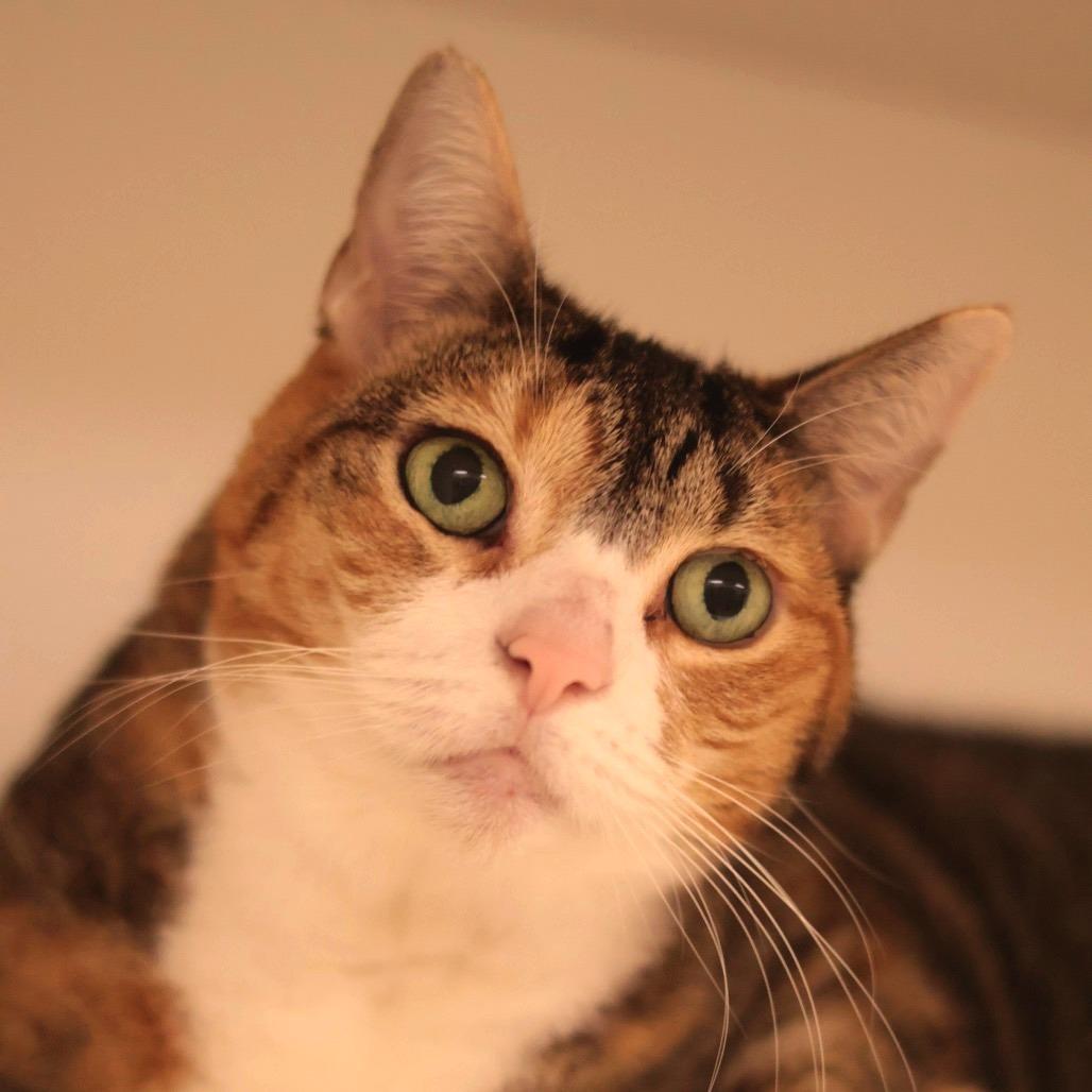 Enlarge Satir, a Adoptable mixed breed in Philadelphia, PA image 3/6