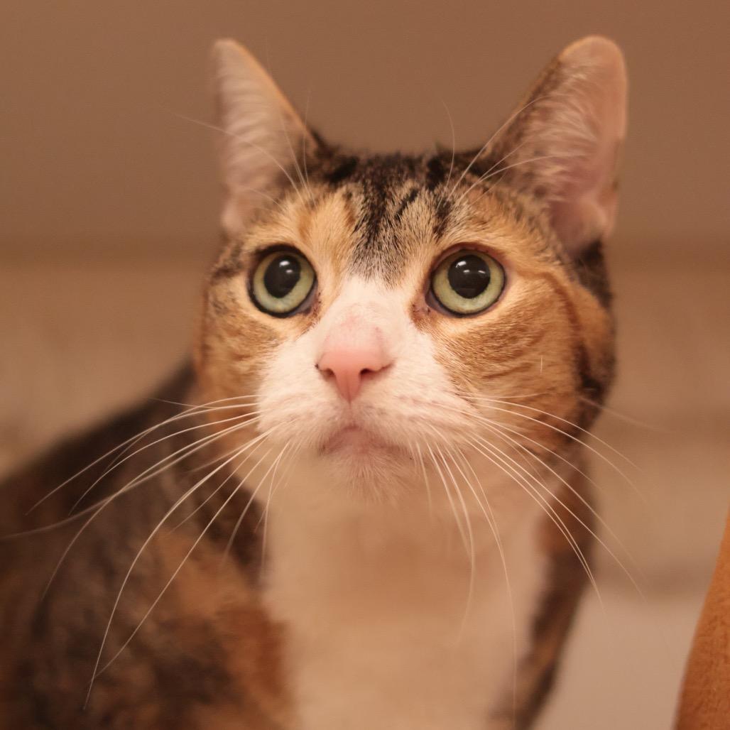 Enlarge Satir, a Adoptable mixed breed in Philadelphia, PA image 4/6