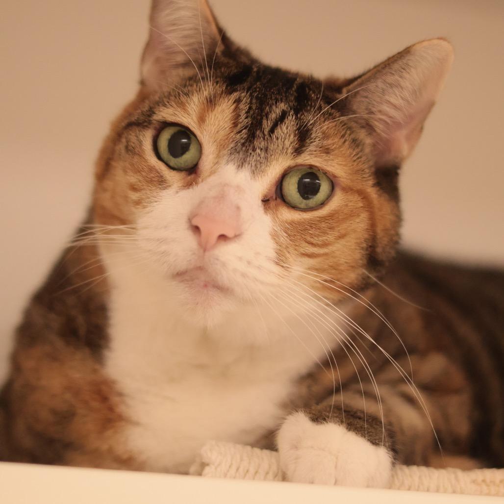 Enlarge Satir, a Adoptable mixed breed in Philadelphia, PA image 5/6