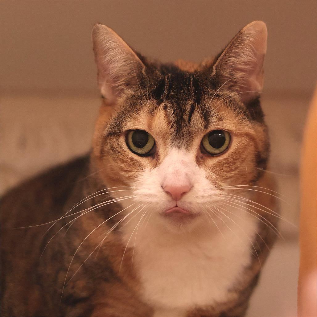 Enlarge Satir, a Adoptable mixed breed in Philadelphia, PA image 6/6