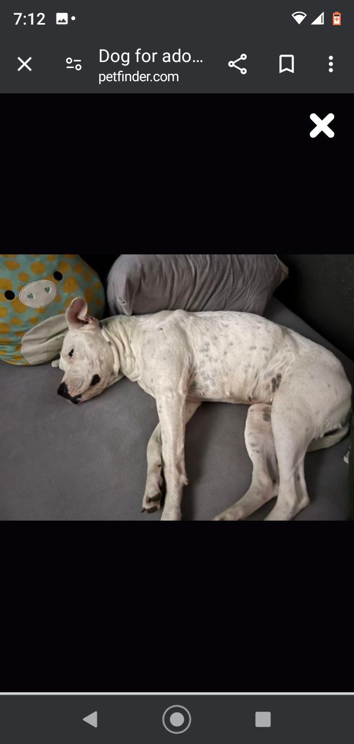 Enlarge Layla 2, a Adoptable Pit Bull Terrier in Seattle, WA image 1/6