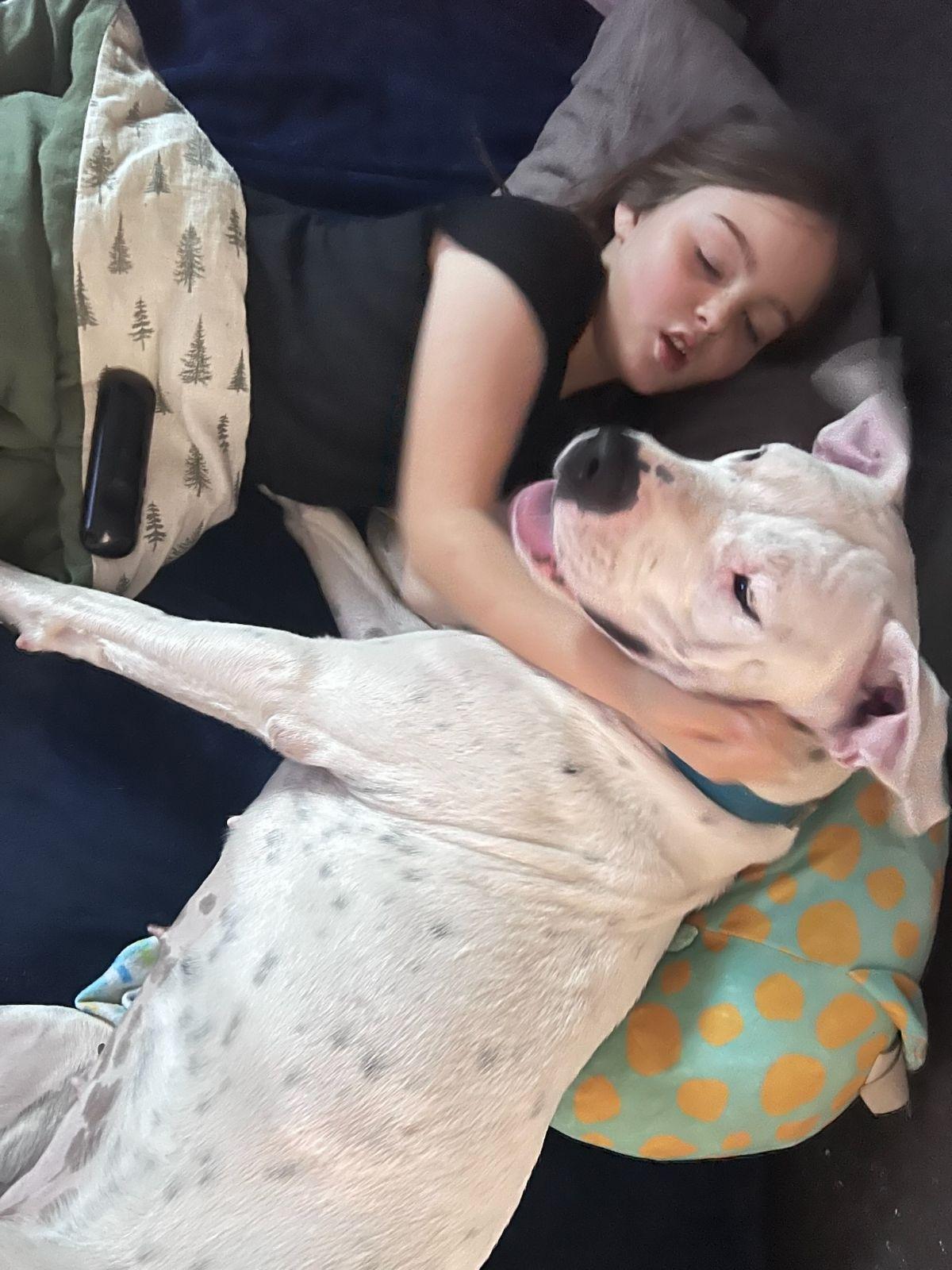 Enlarge Layla 2, a Adoptable Pit Bull Terrier in Seattle, WA image 2/6