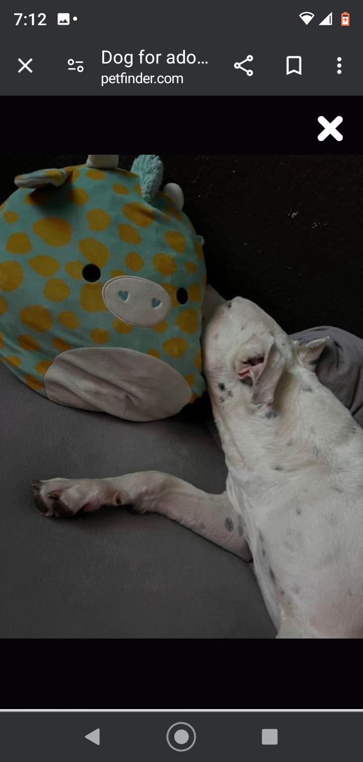 Enlarge Layla 2, a Adoptable Pit Bull Terrier in Seattle, WA image 3/6