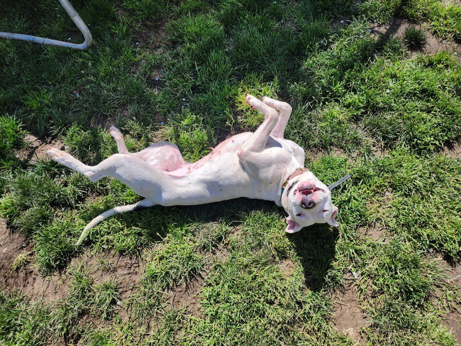 Enlarge Layla 2, a Adoptable Pit Bull Terrier in Seattle, WA image 4/6