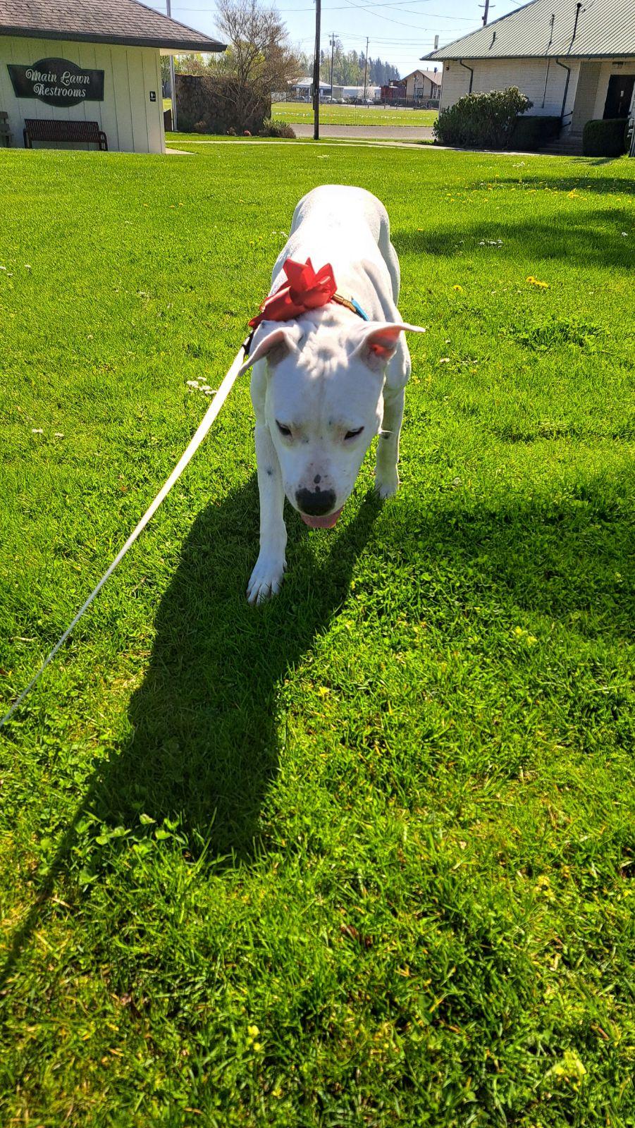 Enlarge Layla 2, a Adoptable Pit Bull Terrier in Seattle, WA image 6/6
