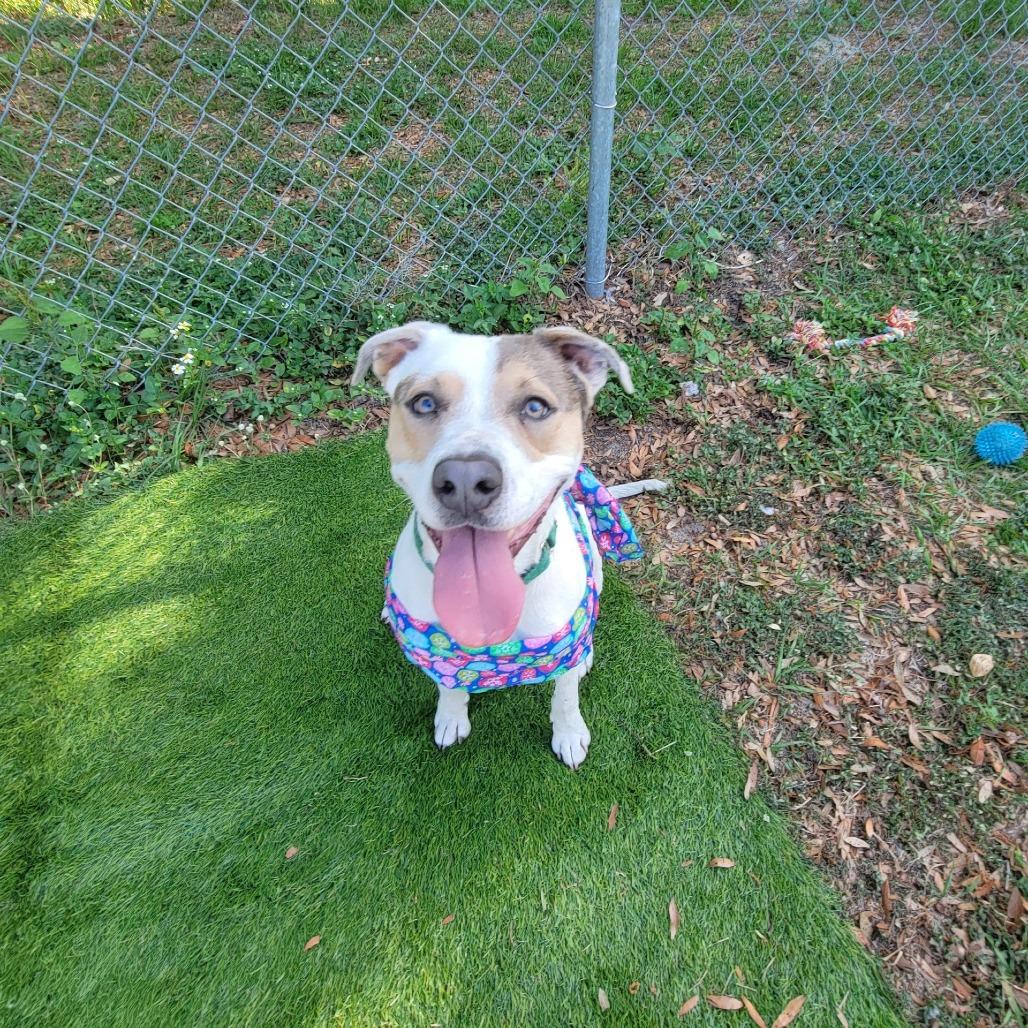 Azra, Adoptable, Adult Female Mixed Breed.
