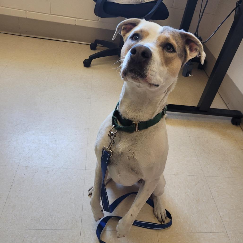 Enlarge Azra, a Adoptable Mixed Breed in Lake Panasoffkee, FL image 2/6