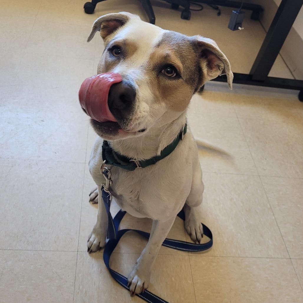 Enlarge Azra, a Adoptable Mixed Breed in Lake Panasoffkee, FL image 3/6