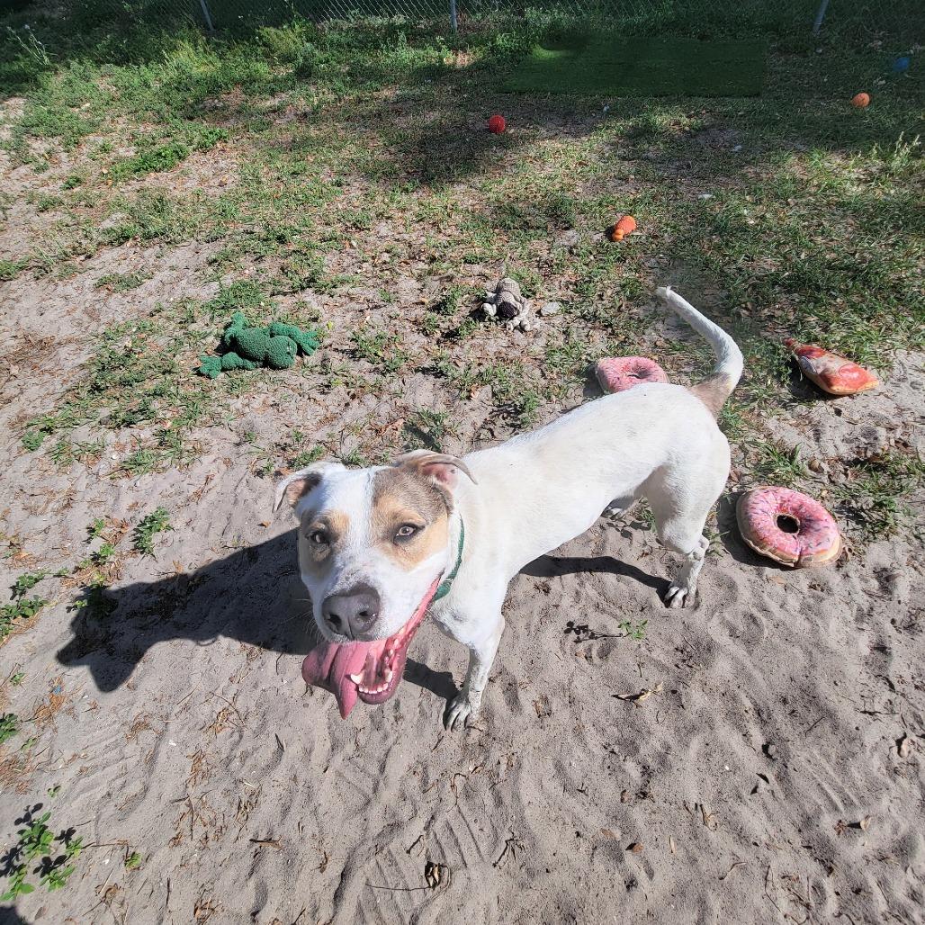 Enlarge Azra, a Adoptable Mixed Breed in Lake Panasoffkee, FL image 4/6