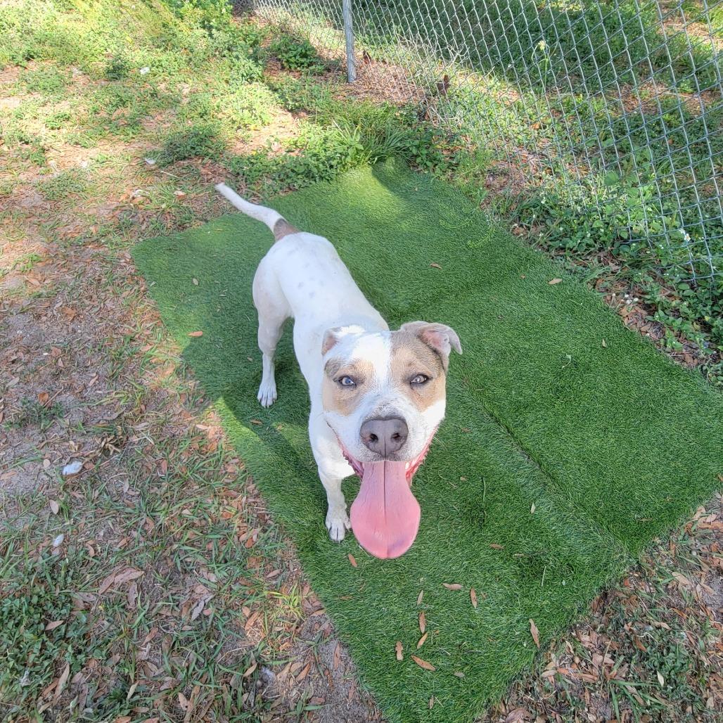 Enlarge Azra, a Adoptable Mixed Breed in Lake Panasoffkee, FL image 5/6