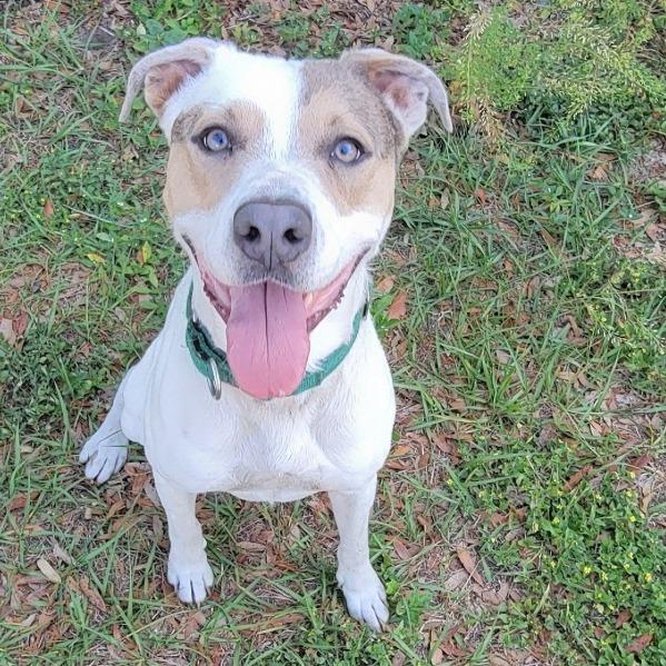 Enlarge Azra, a Adoptable Mixed Breed in Lake Panasoffkee, FL image 6/6
