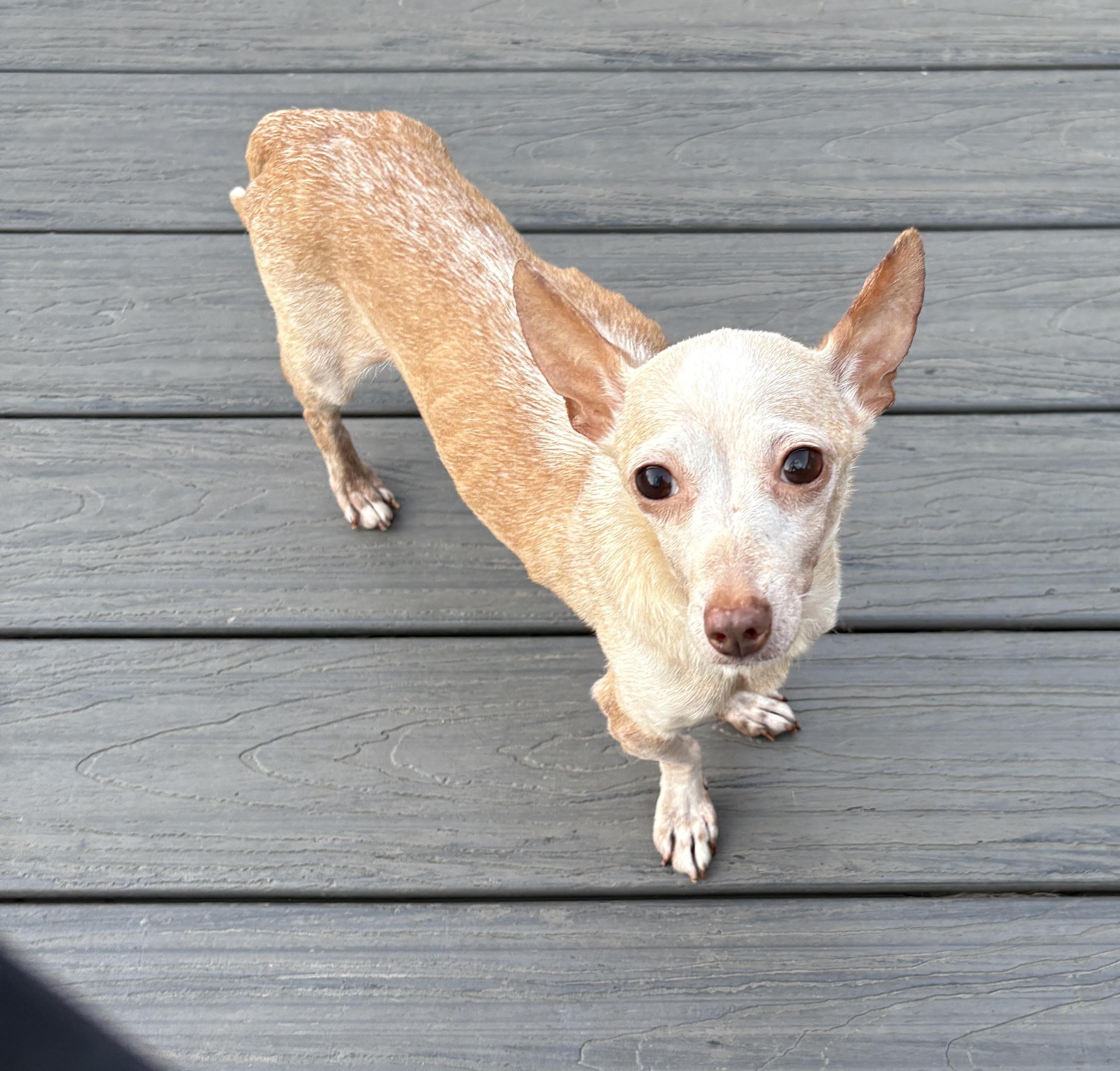 Enlarge Penelope, a ADOPTABLE mixed breed in De Pere, WI image 1/1