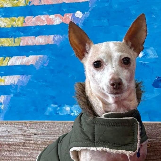 Penelope, ADOPTABLE, Senior Female Chihuahua.