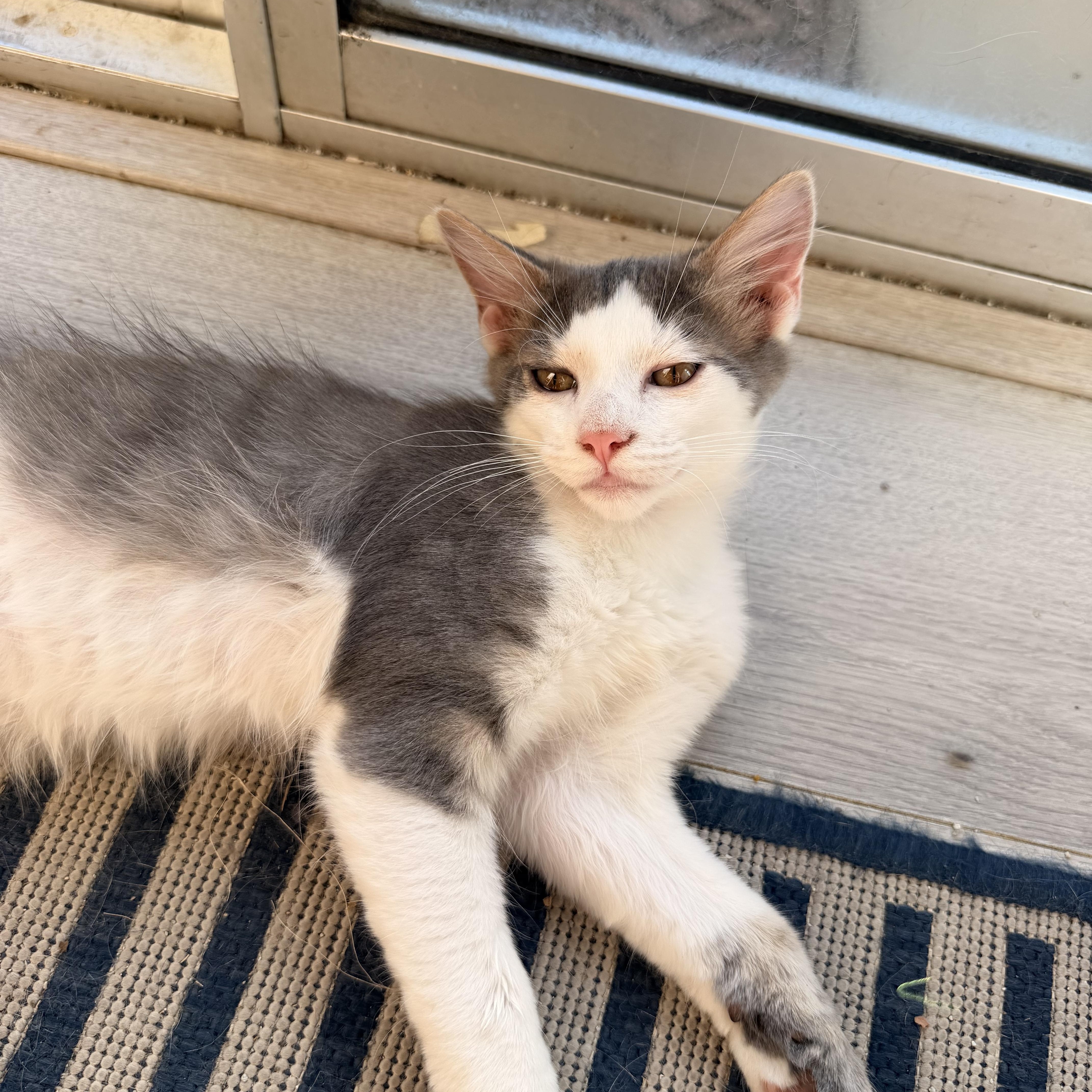 Puya, an adopted Domestic Short Hair in Davis, CA image 2/6