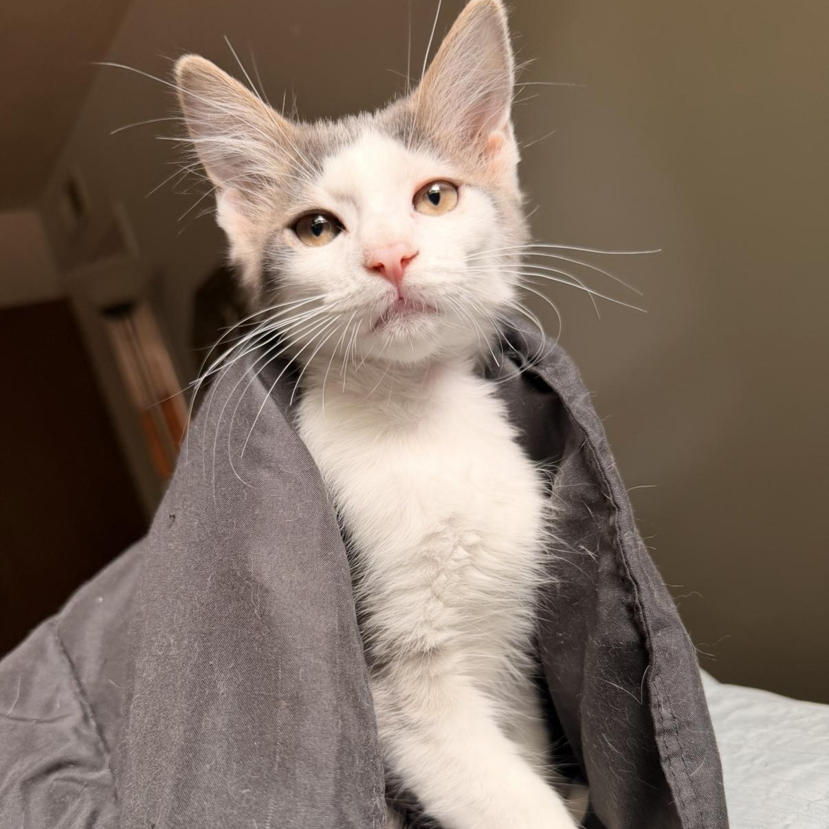 Puya, adopted, Kitten Male Domestic Short Hair.