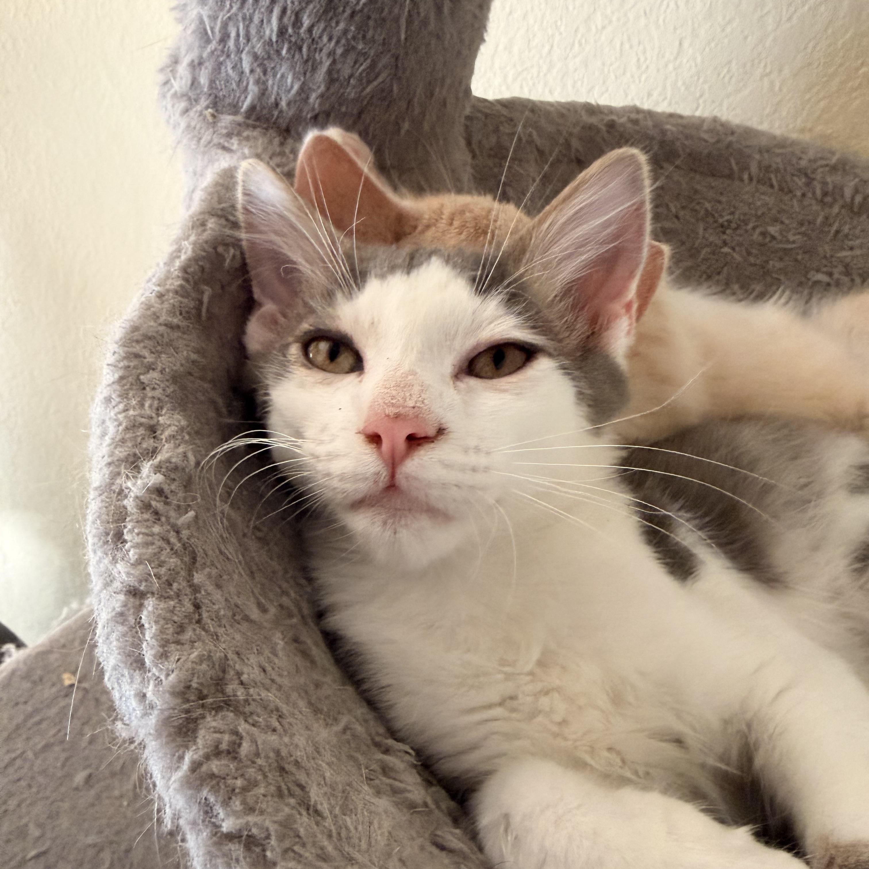 Puya, an adopted Domestic Short Hair in Davis, CA image 3/6