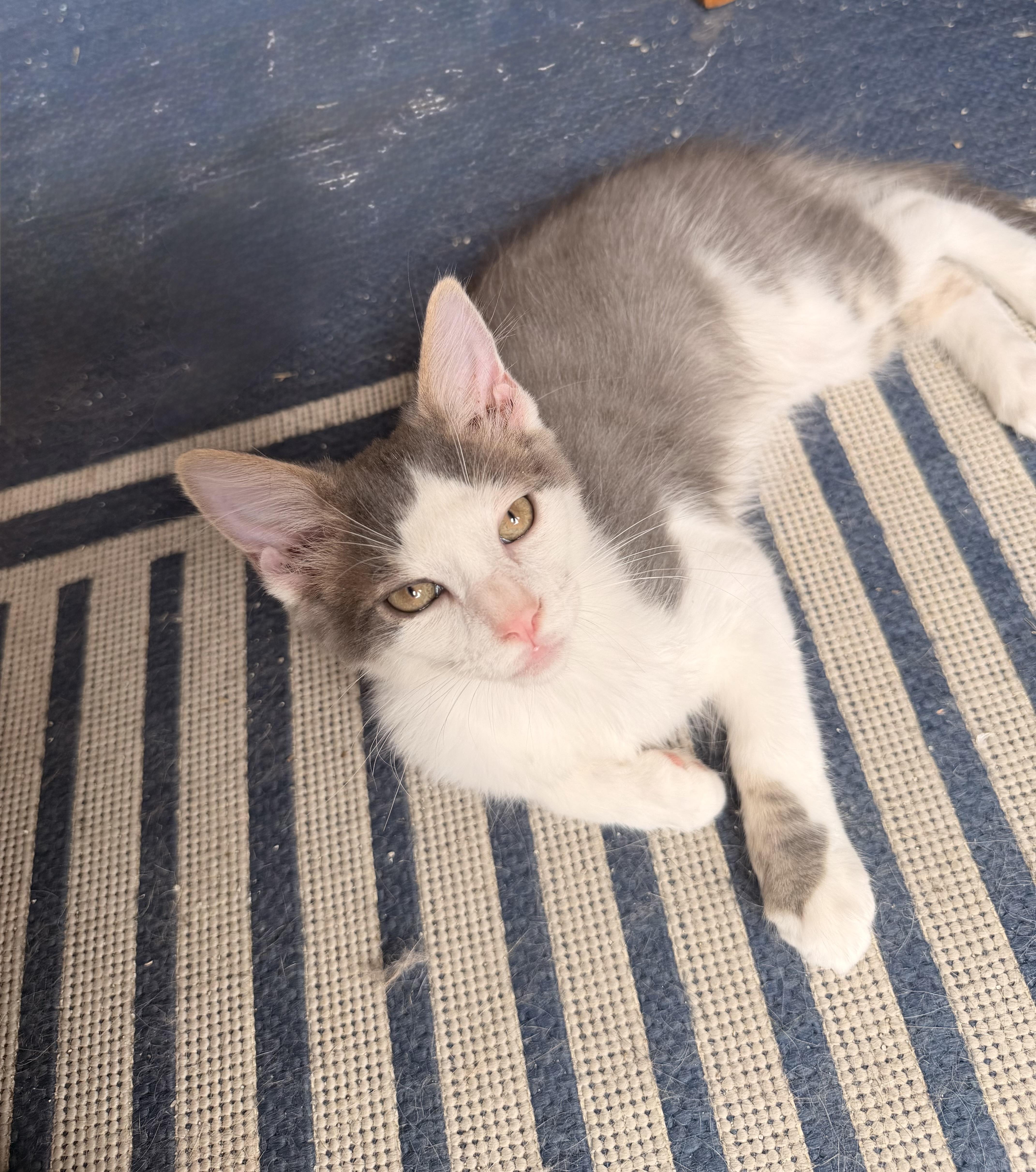 Puya, an adopted Domestic Short Hair in Davis, CA image 4/6