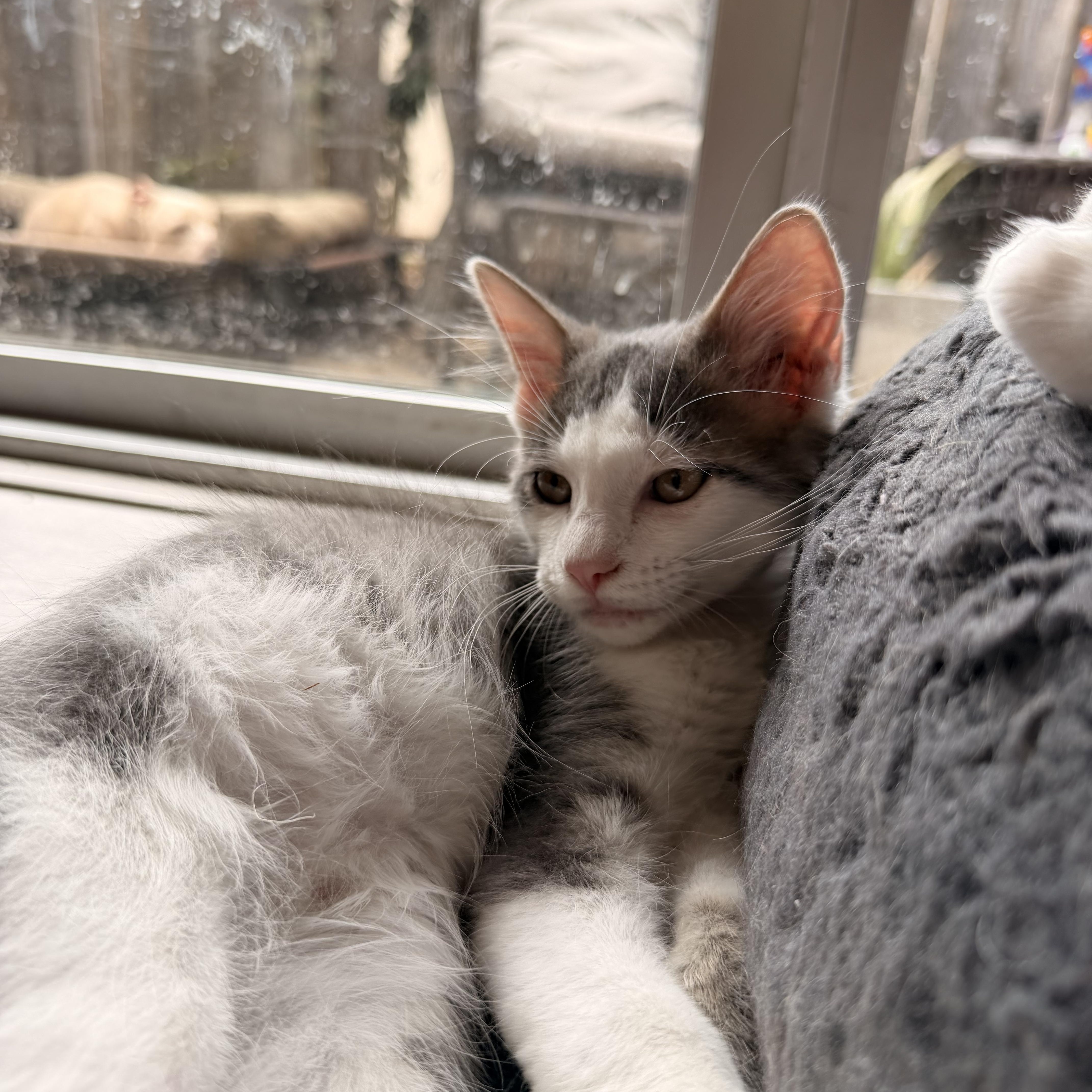 Puya, an adopted Domestic Short Hair in Davis, CA image 5/6