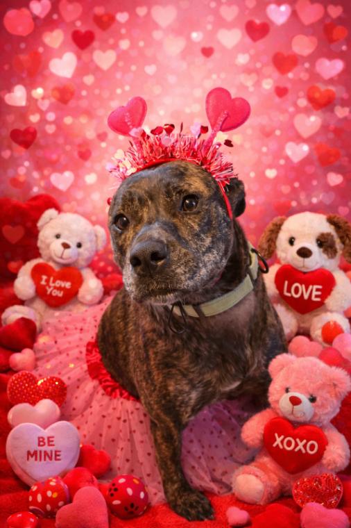 Cupcake the ball-loving, snuggle bug