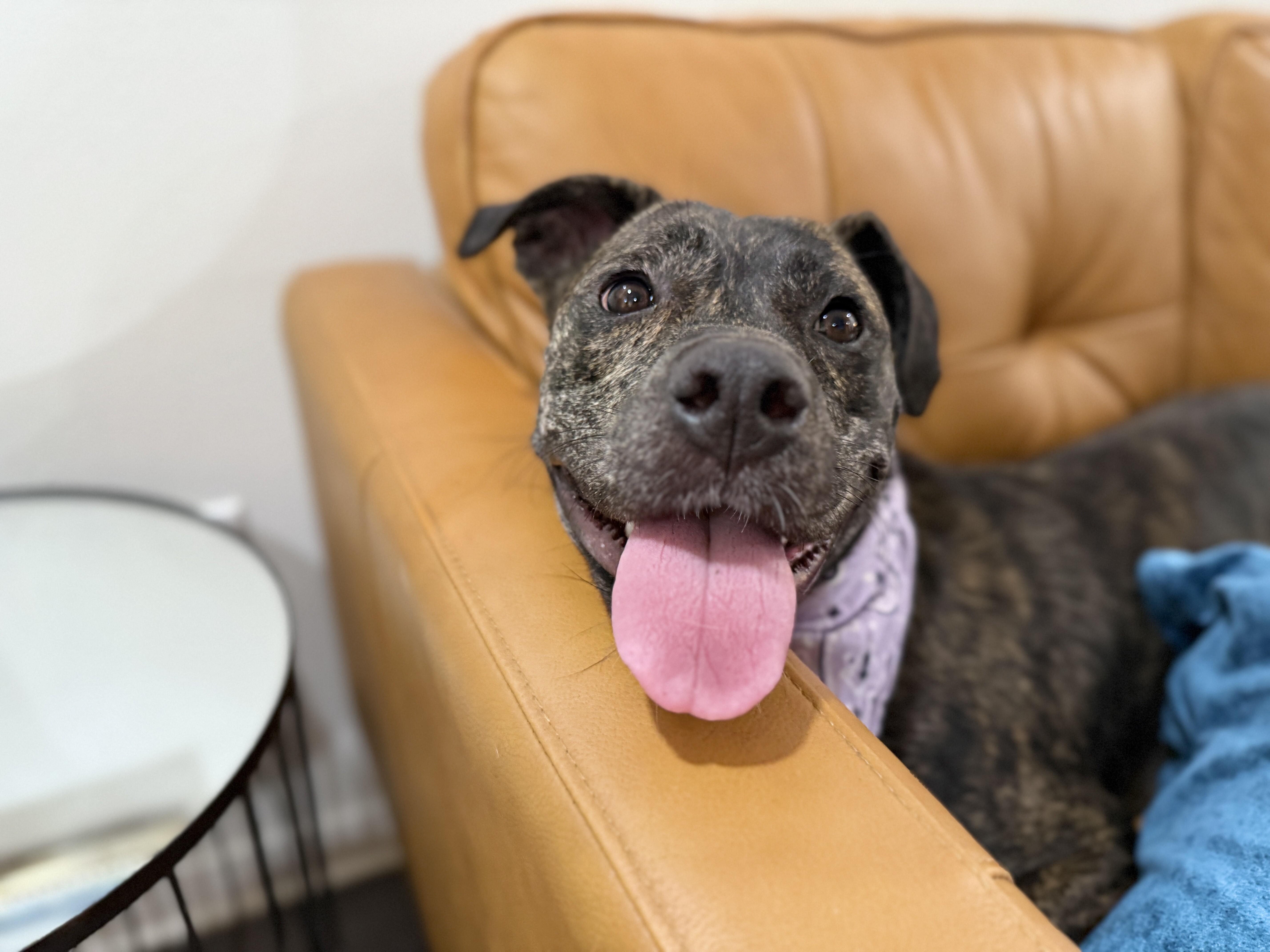 Cupcake the ball-loving, snuggle bug — thumbnail 2