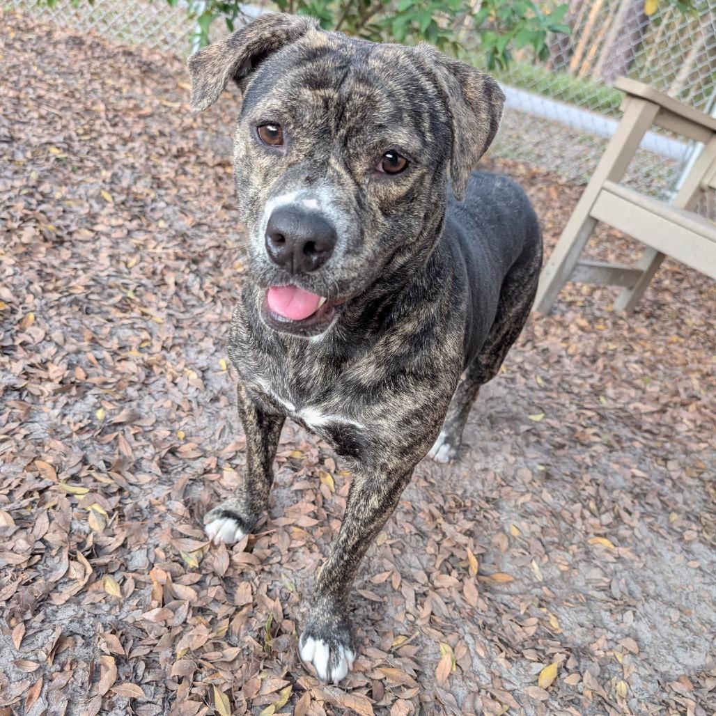 Enlarge Mara 28333, a Adoptable Mixed Breed in Middleburg, FL image 1/3