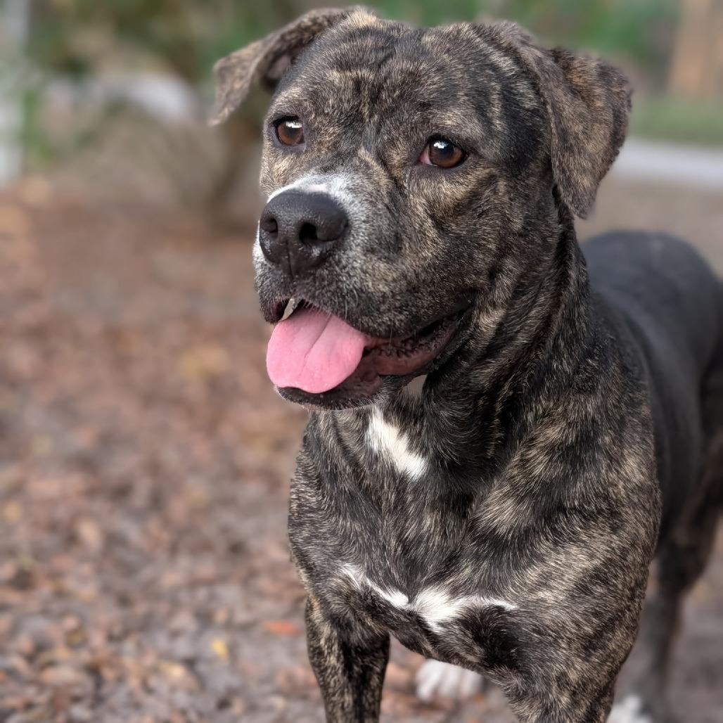 Enlarge Mara 28333, a Adoptable Mixed Breed in Middleburg, FL image 2/3