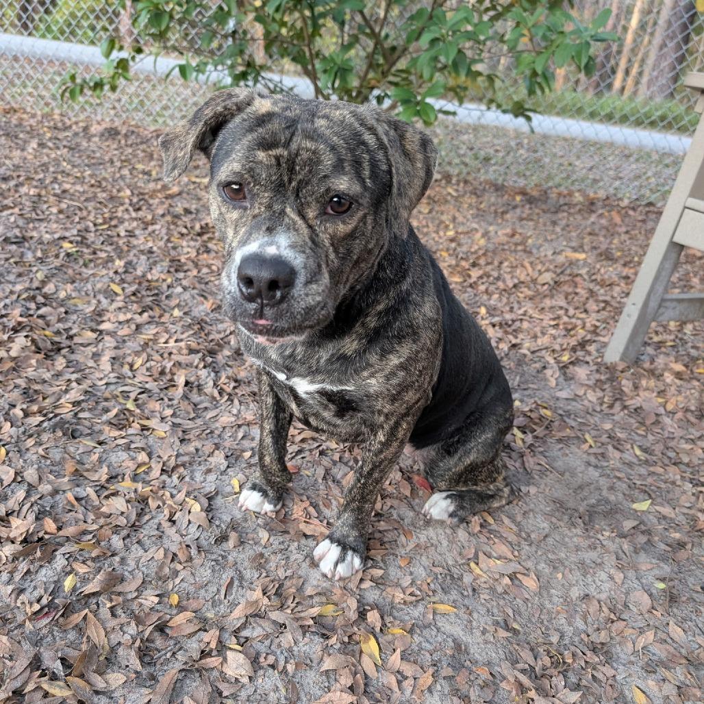 Enlarge Mara 28333, a Adoptable Mixed Breed in Middleburg, FL image 3/3