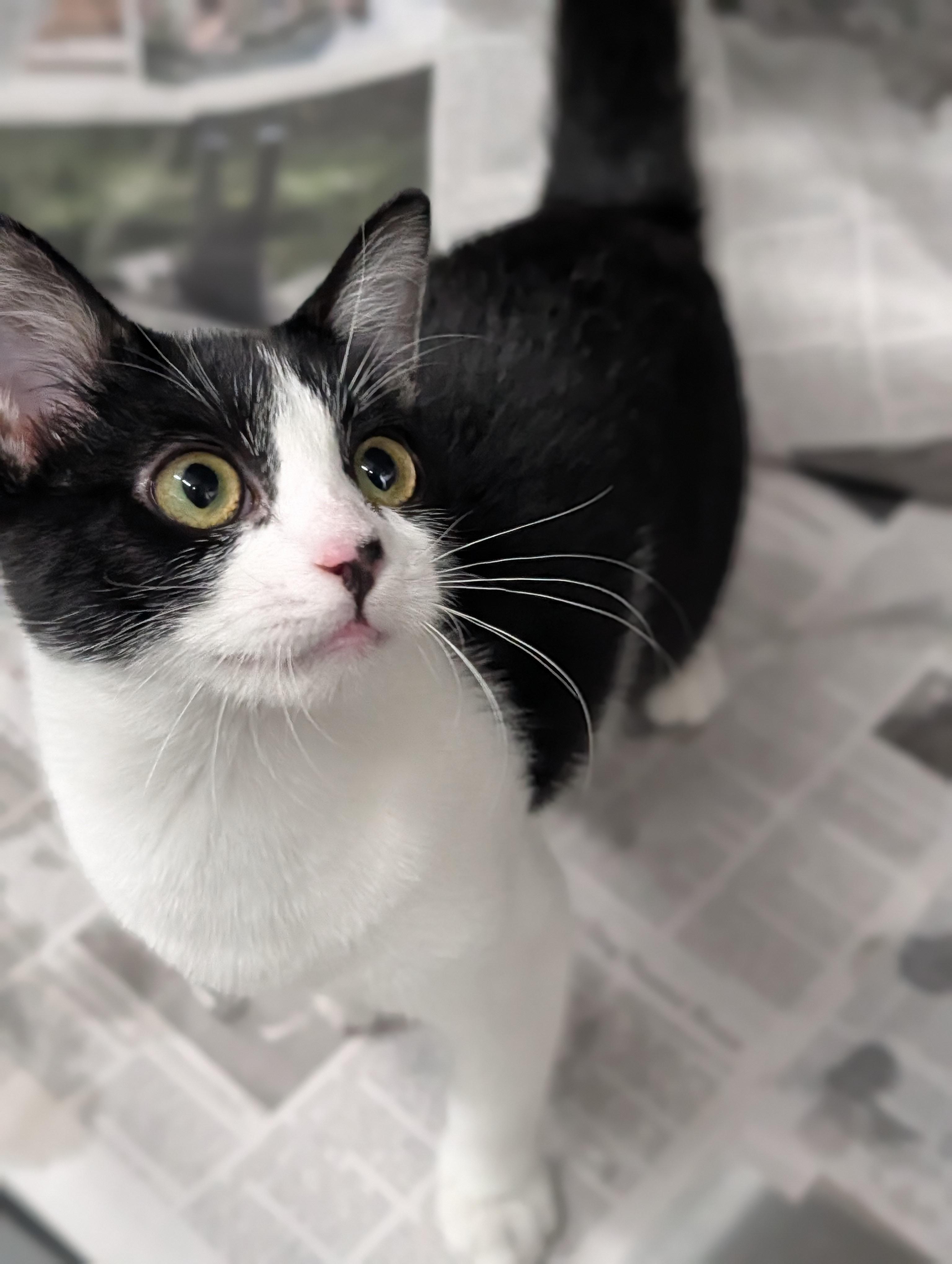 Enlarge Angelica, a Adoptable mixed breed in Plainfield, NJ image 1/2