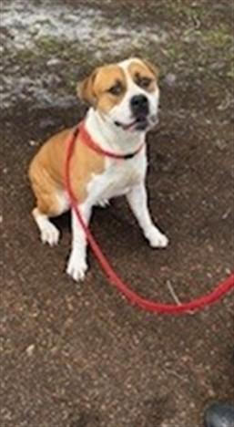 Enlarge HORIZON, a Adoptable mixed breed in Saint Cloud, FL image 1/1